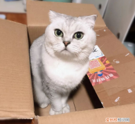 猫为什么喜欢纸盒子和塑料袋,猫喜欢纸箱,猫喜欢纸盒,猫喜欢塑料袋