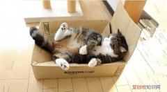 为什么猫这么喜欢纸箱子 小猫为什么会那么喜欢玩纸箱子