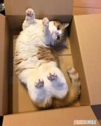 猫为啥喜欢啃纸箱子 猫为什么老喜欢啃纸箱子呢