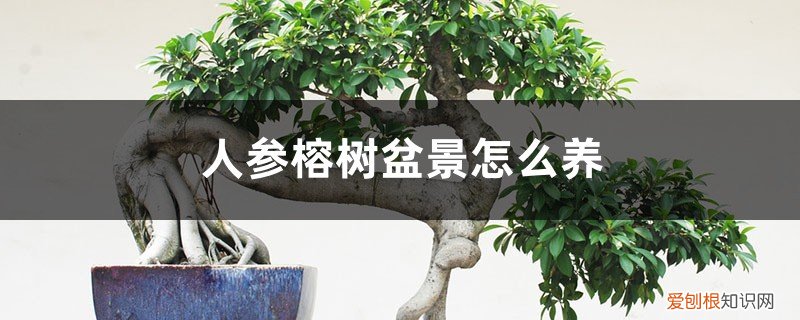 盆景人参榕树的养殖方法和注意事项 人参榕树盆景怎么养，人参榕树盆景图片