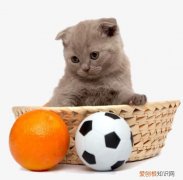 猫为什么讨厌柑橘 橘猫为什么怕柑橘