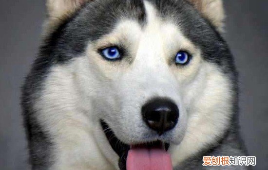 哈士奇是大型犬还是小型犬 哈士奇是中型犬还是大型