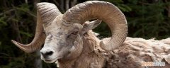 大角羊母羊有角吗 大角羊的特点