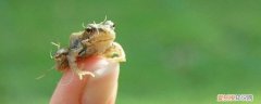 马蛙是什么 阿马乌童蛙的特点