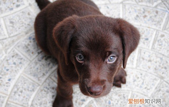 犬窝咳快速治疗方法 犬窝咳怎么治疗好