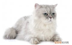 猫掉毛有什么方法解决 猫为什么掉毛怎么处理方法,猫掉毛