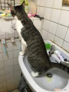 猫为什么喜欢在洗脸池小便 猫为什么喜欢在洗手池拉屎撒尿