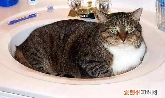 猫为什么喜欢睡在水池里 猫为什么喜欢睡在水池子