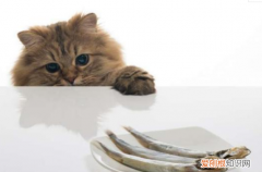 猫不喜欢水为什么爱吃鱼 猫为什么怕水但又喜欢吃鱼,猫怕水,猫喜欢吃鱼