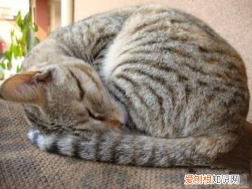 猫咪睡觉的时候为什么把自己缩成一团 小奶猫为什么会喜欢缩成一团睡觉,猫缩成一团睡觉