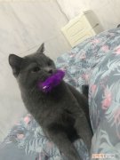 猫咪对着毛绒玩具踩奶 猫为什么会叼毛绒玩具踩奶,猫踩奶