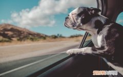 高速公路上狗会检查狗证吗 现在高速公路上会不会查狗
