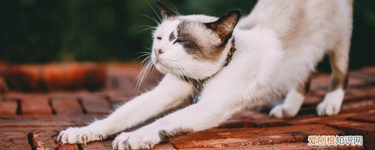 被打了疫苗猫抓了一下红色划痕 被猫抓了有划痕鼓起来要打疫苗吗