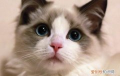 性格好的猫咪品种 这些猫太暖心了！