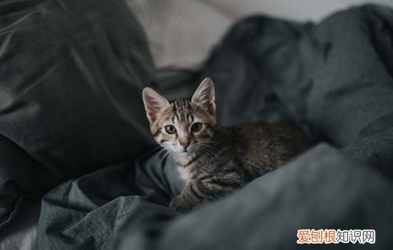 猫为什么喜欢趴在卫生间门口等主人 猫为什么喜欢趴在卫生间门口等