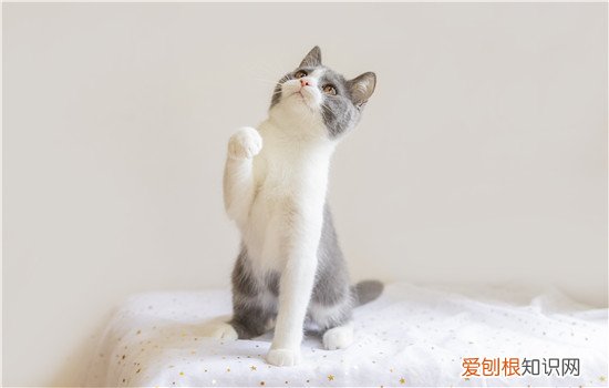 猫会得抑郁症吗 原来主子们高冷的内心下藏着&#8230;.