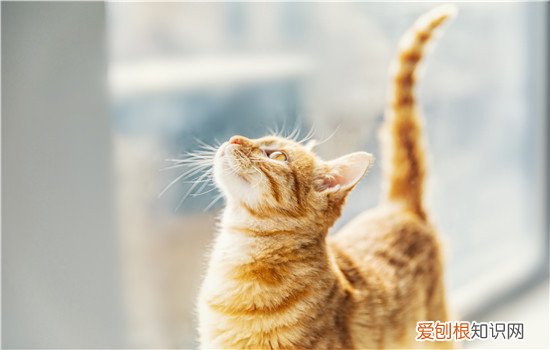 猫为什么会自己埋屎 真相竟然是……