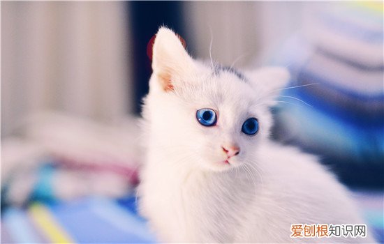 猫为什么会自己埋屎 真相竟然是……