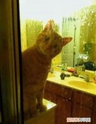 小猫为什么喜欢看人洗澡 猫为什么喜欢偷看主人洗澡