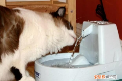 猫为什么爱喝卫生间的水 猫为什么喜欢喝卫生间的水