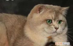 猫能吃核桃仁吗有毒吗 猫能吃核桃仁吗