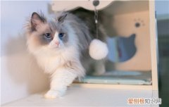 猫可以不喝水吗 猫缺水会有严重的后果！