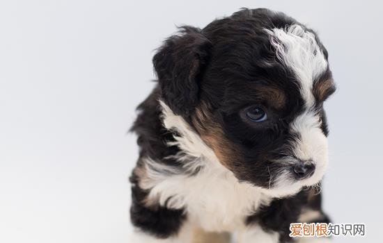 小狗光吐不拉稀怎么办 狗狗光吐不拉稀怎么办