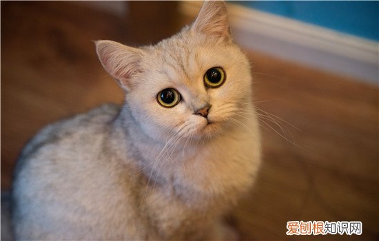 小猫会咬妈妈吗 小猫满月后猫妈妈为什么咬小猫