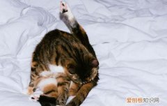 猫在笔记本电脑上趴着没事么 猫为什么那么喜欢趴在笔记本电脑前