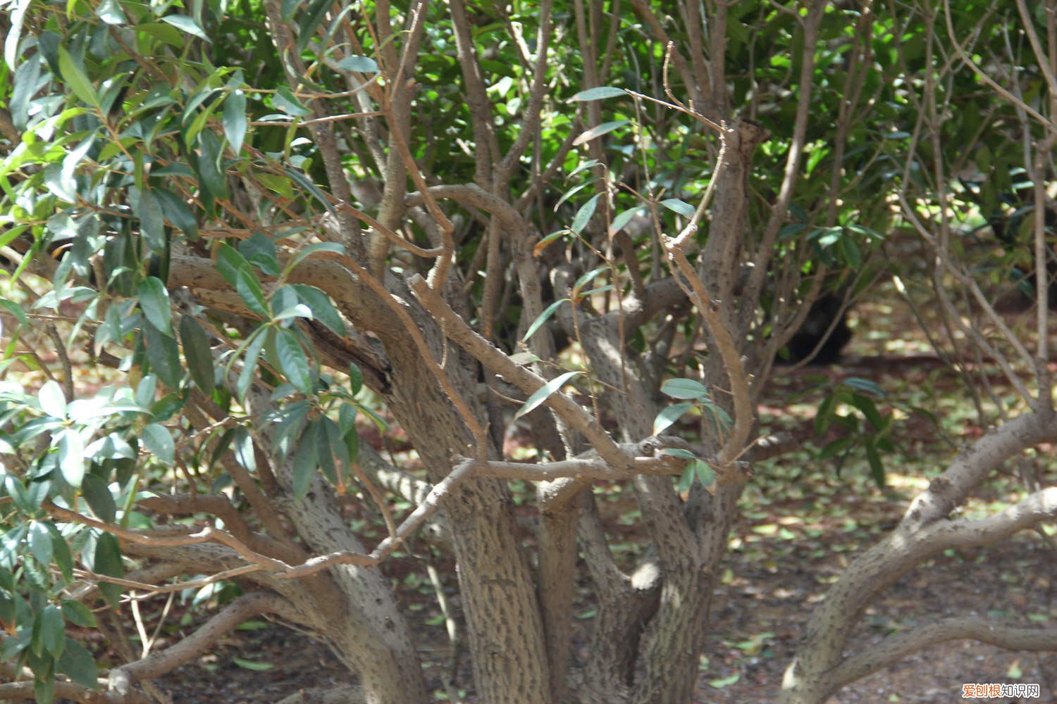 如何种桂花树苗盆栽 桂花树苗怎么种植方法，桂花树苗图片