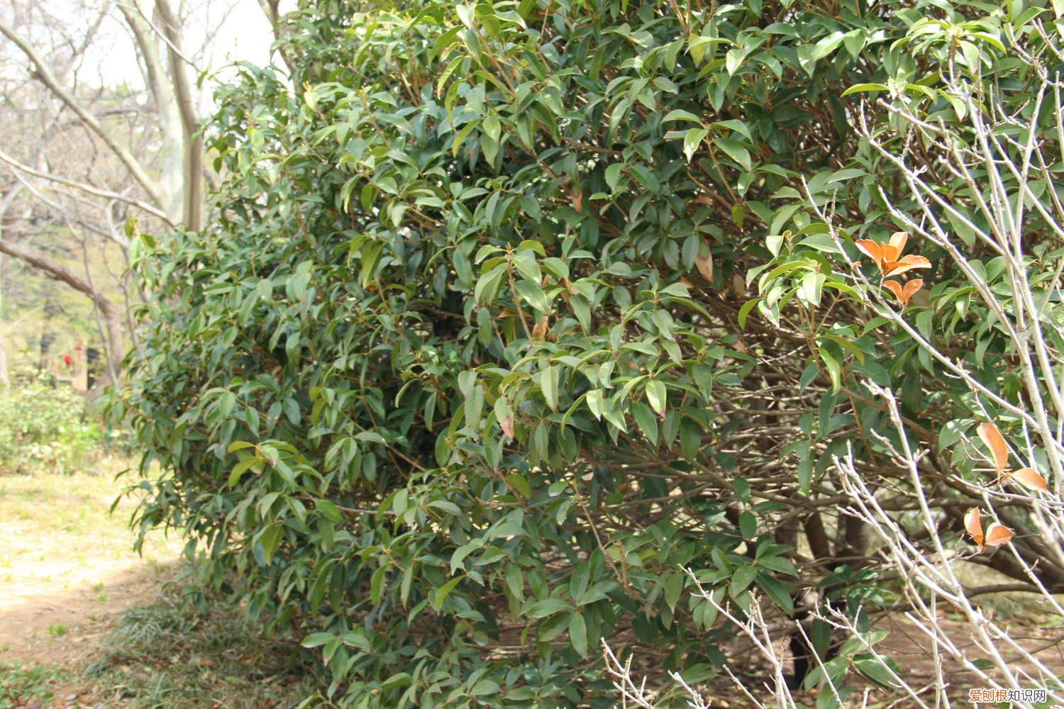 如何种桂花树苗盆栽 桂花树苗怎么种植方法，桂花树苗图片