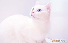 猫咪喜欢趴键盘 猫为什么喜欢趴在电脑键盘上
