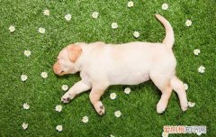 怎么改掉狗馋 怎么训练改掉狗馋