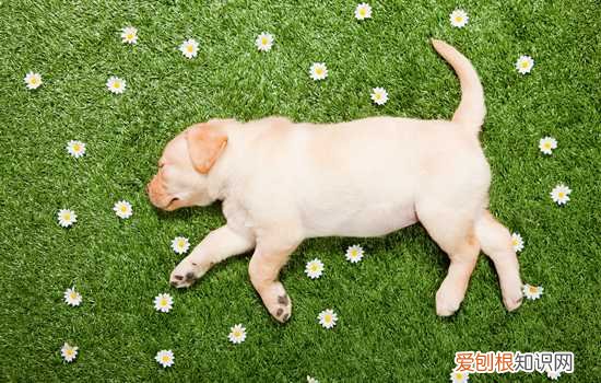 怎么改掉狗馋 怎么训练改掉狗馋