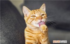 猫白细胞低的原因 确诊需要配合专项检查