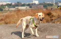 狗狗频繁伸懒腰伸后腿 狗狗频繁伸懒腰伸后腿怎么回事