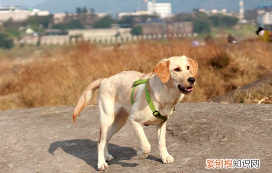 狗狗频繁伸懒腰伸后腿 狗狗频繁伸懒腰伸后腿怎么回事