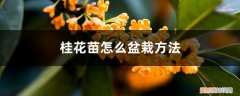 桂花盆栽种植方法 桂花苗怎么盆栽方法，盆栽金桂花怎么养