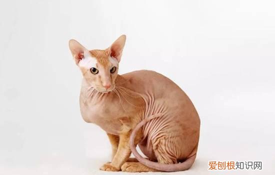 猫为什么喜欢卫生间排水口的水 猫为什么喜欢卫生间排水口