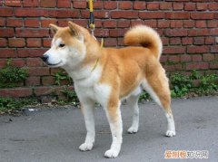 为什么不能养日本柴犬 不养日本柴犬的理由