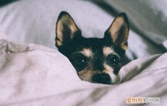 幼犬发烧怎么降温快 幼犬发烧怎么降温