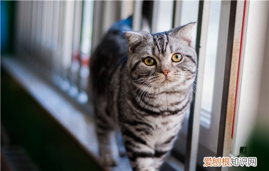 猫晚上一直叫要进卧室 你的猫咪是不是太爱你啦