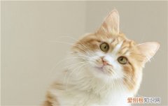 猫拉屎在床上是报复吗 别把猫咪想的这么坏嘛！