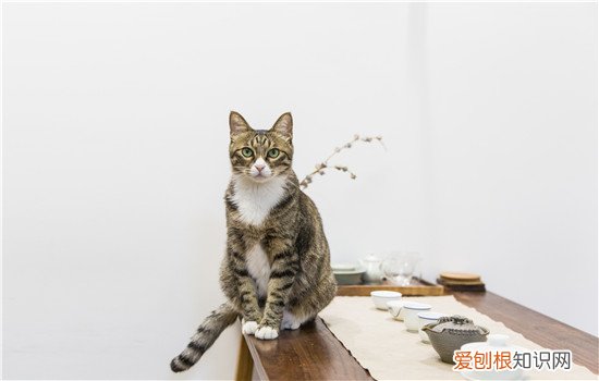 猫打狂犬疫苗的副作用 不良反应超过五天就值得警惕了哦！