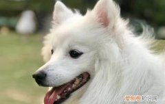 银狐犬能活多少年 日本银狐能活多久