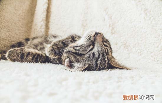 怎么修剪猫咪脚趾缝里的毛毛 怎么修剪猫咪脚趾缝里的毛