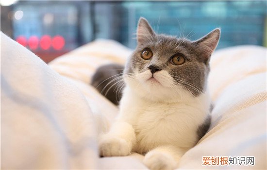 猫嘴角有黑色的东西 可能是慢性口炎哦！