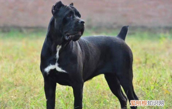 什么人适合养卡斯罗 养卡斯罗的都是什么人