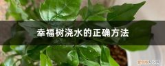 幸福树每次浇水的浇水量 浇水频率详解 幸福树浇水的正确方法