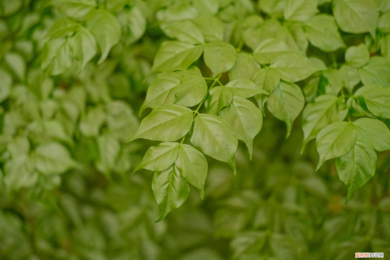 幸福树怎么养才能茂盛开花 幸福树怎么养才能茂盛